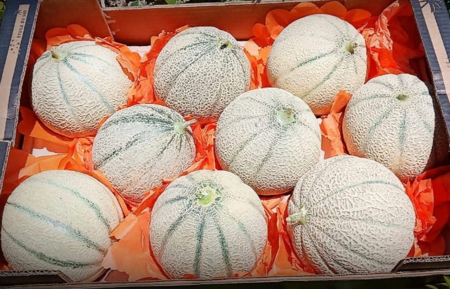 Ahora estamos #exportando #cantaloupe #fresco a nuestros #clientes #internacionales #en todo el mundo, incluyendo #cartones de 10 unidades