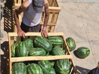 Ahora #exportamos #cantaloupe #fresco a nuestros #clientes #internacionales #en