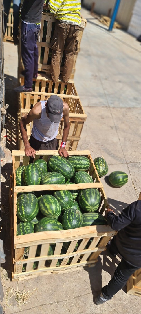 Ahora #exportamos #cantaloupe #fresco a nuestros #clientes #internacionales #en todo el mundo, incluidas las #cajas de 10 unidades