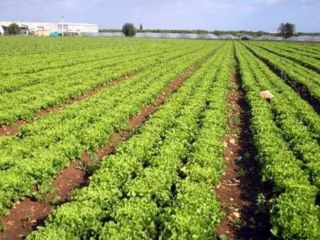 Ensalada de más de 1 kg 0,60 E en