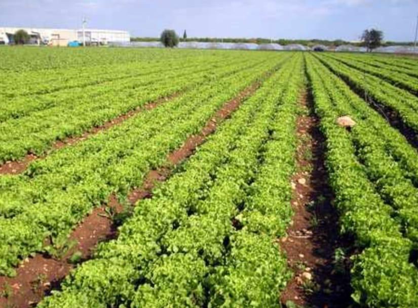 Ensalada de más de 1 kg 0,60 E en número