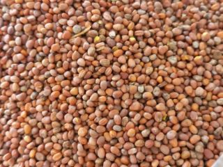 Nuestra empresa, SEEDMARKET LLC, con sede en Moscú, Rusia,