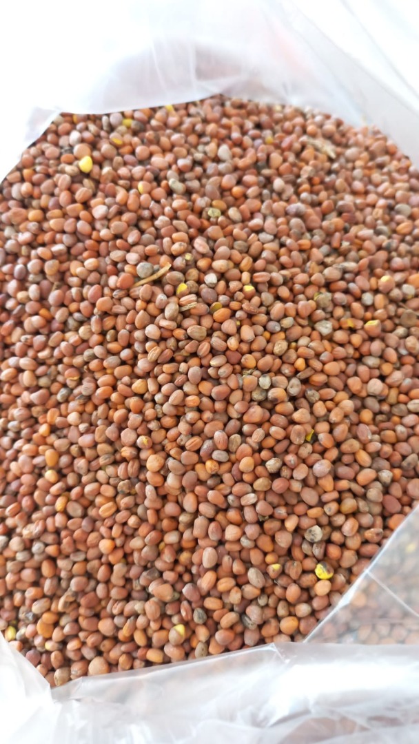Nuestra empresa, SEEDMARKET LLC, con sede en Moscú, Rusia, se dedica al comercio mayorista de cereales, legumbres y semillas oleaginosas tanto en el país como