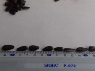 Compro grandes cantidades, regularmente, de semillas de girasol (grado