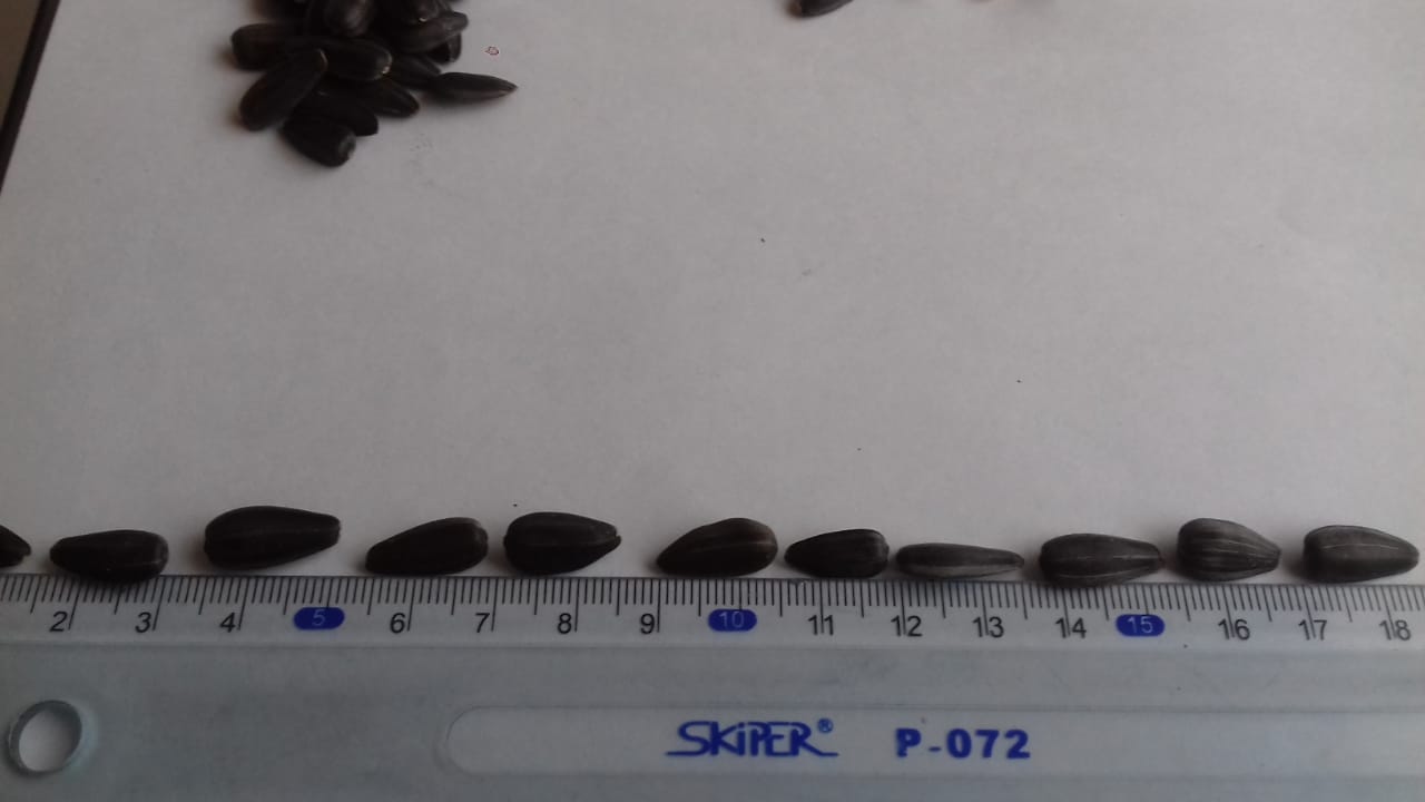 Compro grandes cantidades, regularmente, de semillas de girasol (grado de confitería)