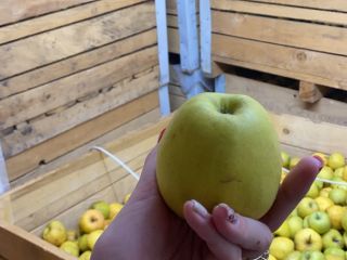 Manzanas golden delicious para procesar. Contamos con una cantidad