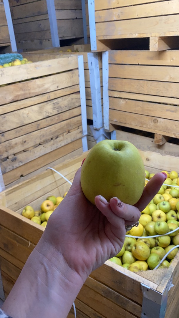 Manzanas golden delicious para procesar