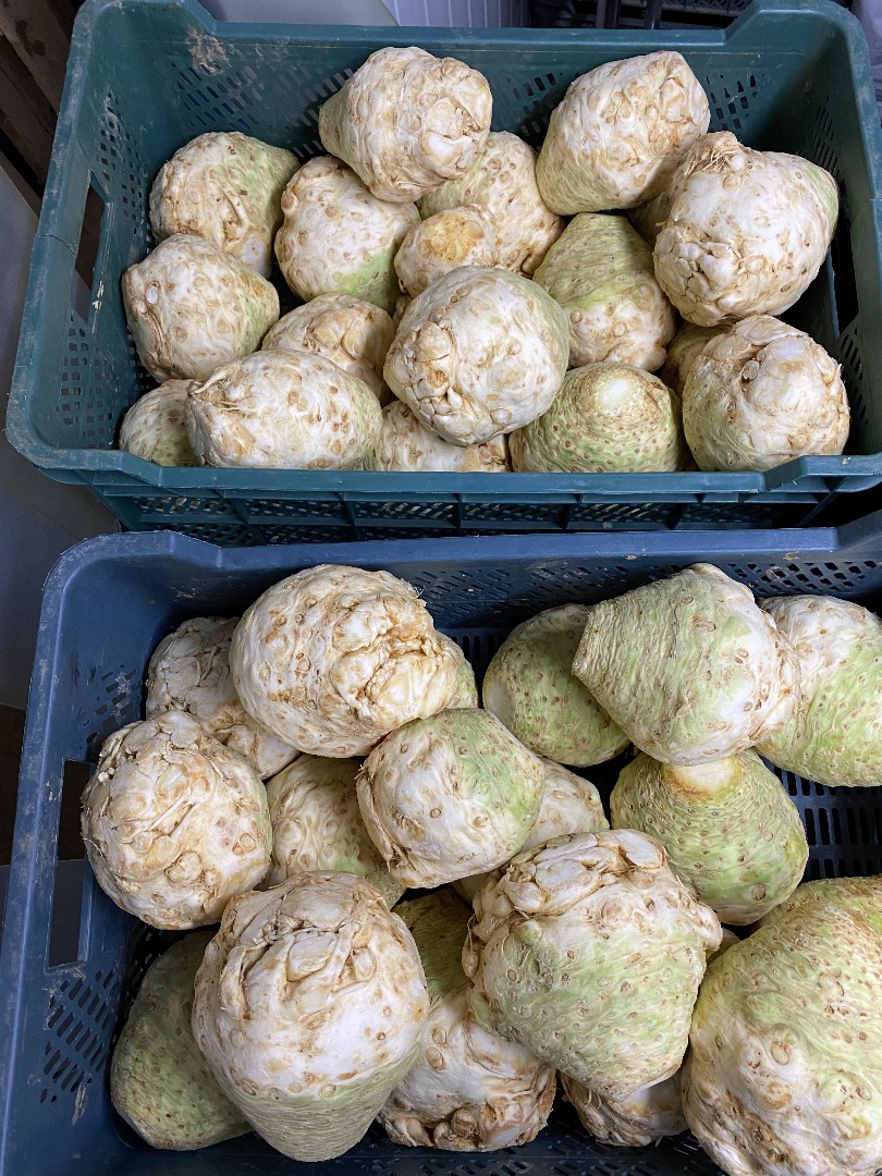 Venderé apio de una cámara frigorífica, bonito, blanco