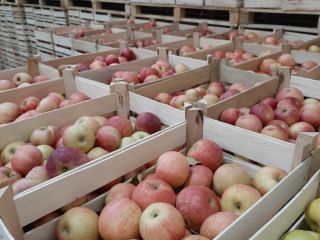 Mi Empresa esta lista para ofrecerle manzanas de excelente