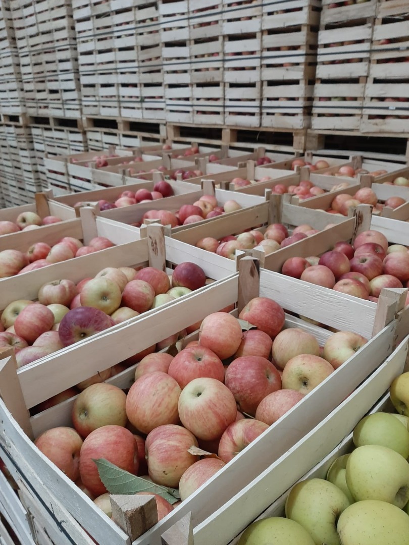 Mi empresa está lista para ofrecerle manzanas de excelente calidad en grandes cantidades