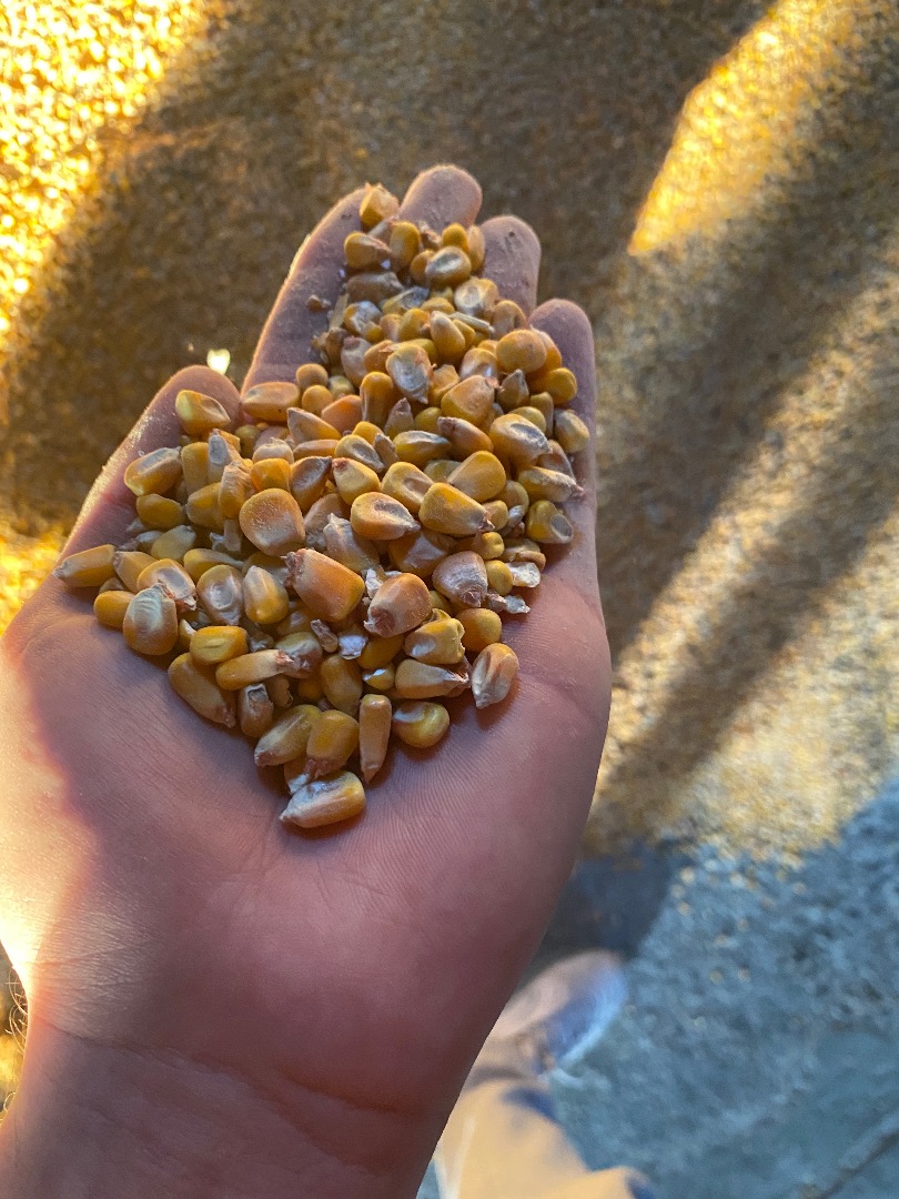 Vendo maíz de producción 2021, cantidad 30/35 toneladas, precio 1,6 lei por kg