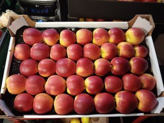 Hola vendo manzanas numero de camiones principe 7.5+, dorado