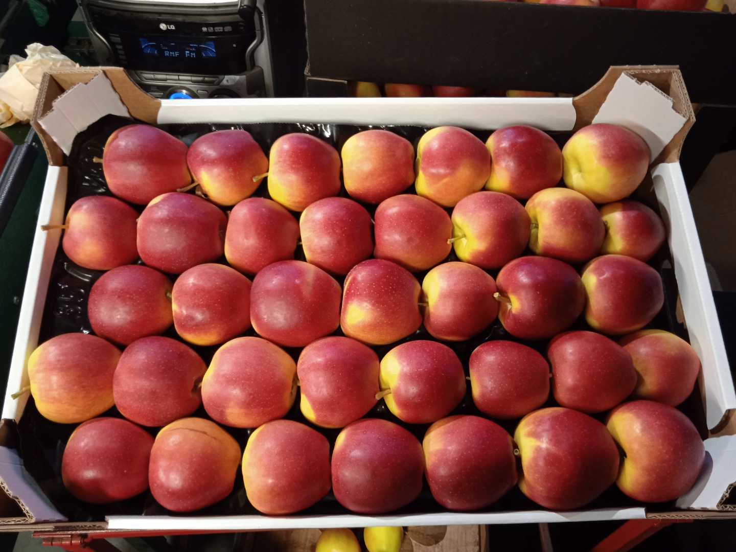 Hola vendo manzanas numero de camiones principe 7.5+, dorado 6.5-8.5, campeon 7-9, rayas gala 6.6-8.5 ventaja 7.5 + ligol 7-9.5, gala must 6, 5+ y 7.5+