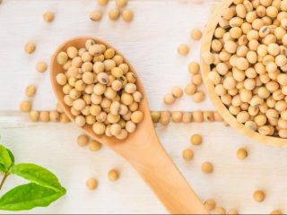 LAS ESPECIFICACIONES: SOYA GMO Contenido de humedad: 14% máx.