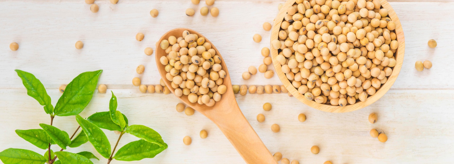 LAS ESPECIFICACIONES: SOYA GMO Contenido de humedad: 14% máx