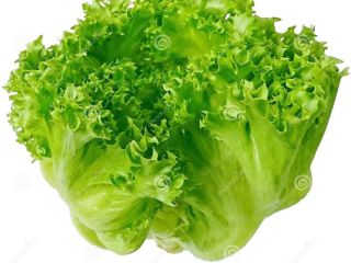 Smart Logistic es un productor georgiano de lechuga iceberg