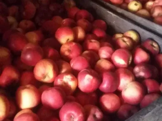Vendo manzanas para jugos e industria a precio negociable.