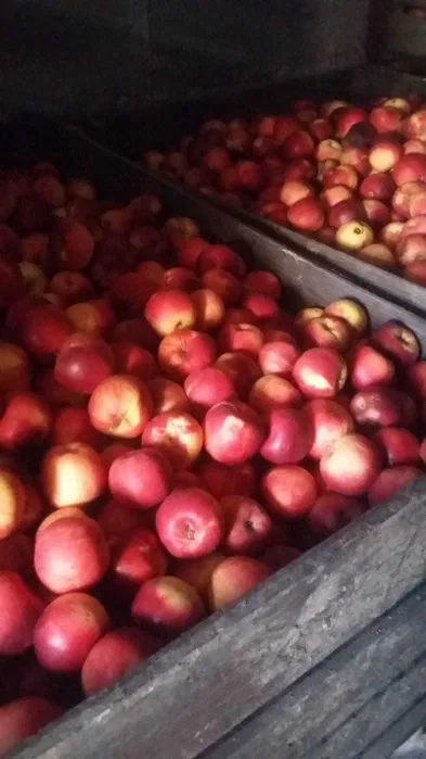 Vendo manzanas para jugos e industria a precio negociable