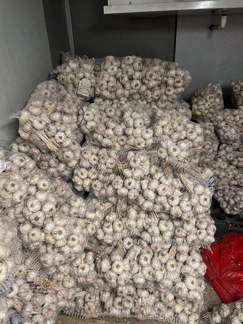 Vendo ajo polaco, sazonado