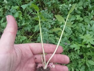 Venderé una gran cantidad de plántulas de valeriana, para