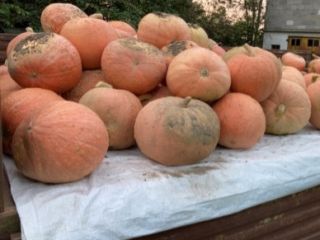 Hola. Estoy buscando compradores de calabazas para la temporada