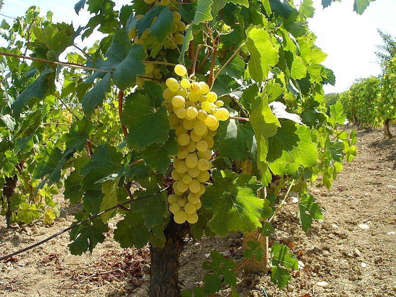 Mi padre, que vive en Macedonia, tiene una región vitivinícola y también vende uvas