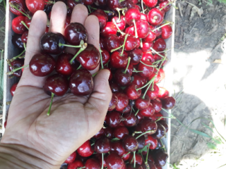 Venderemos cerezas: Burlat, Sweet Arianna. Black Star, Carmen, Prime