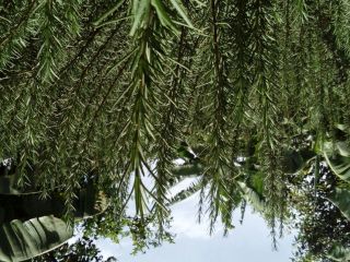 Vendemos hojas frescas de romero directamente del jardín y
