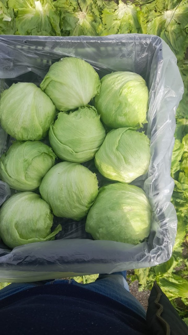hola, una empresa italiana puede suministrar verduras y papas fritas si está interesado