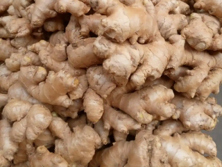Gran tamaño de jengibre de Nigeria y Recién llegado
