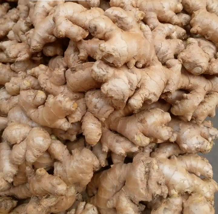 Gran tamaño de jengibre de Nigeria y Recién llegado de la granja