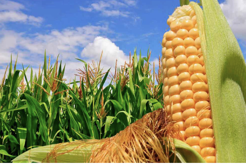 Estimados señores, Somos una de las empresas líderes en el cultivo y exportación de granos de origen Ucrania