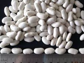 Alubias blancas (riñones) en venta