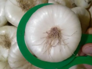 Vendo cebollas a buen precio