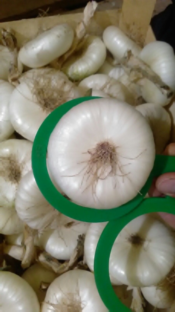 Vendo cebollas a buen precio