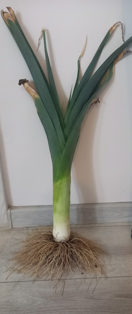 Venderé un puerro grueso directamente del campo