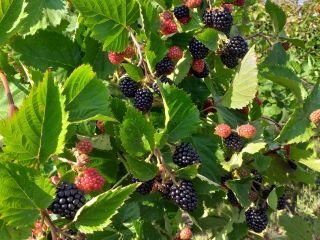 Moras frescas sin espinas