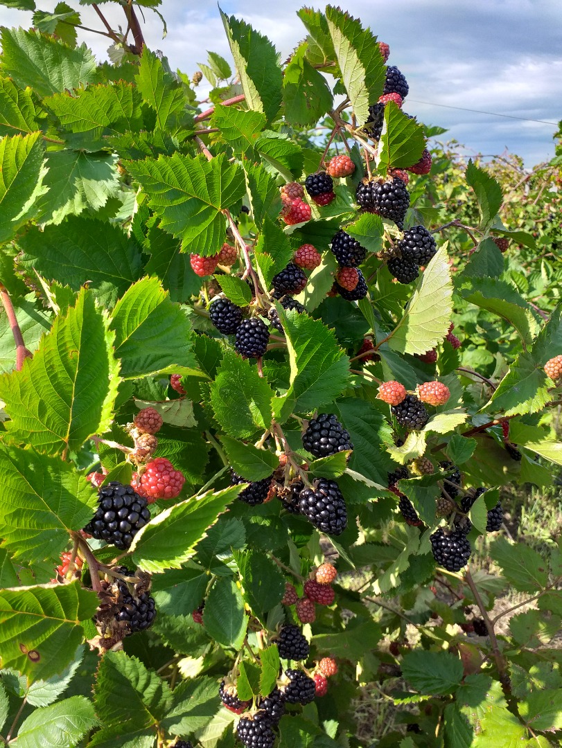 Moras frescas sin espinas