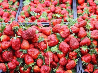 Venderé una fresa española solo en cantidades de paletas