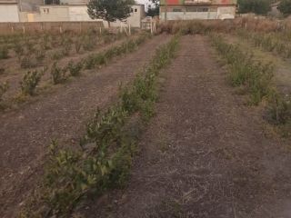 Tenemos alrededor de 100 decáreas de Viking/Nero aronia -