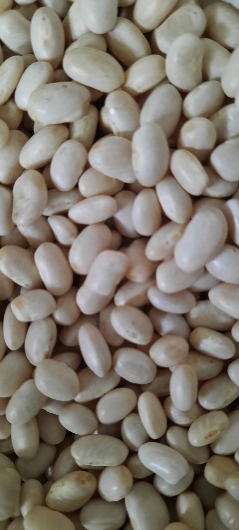 Frijoles a la venta !!!