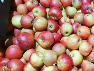 Hola, vendo varias manzanas moldavas surtidas, preferiblemente por tonelada/s.
