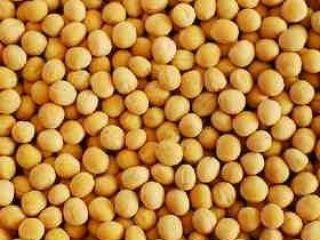 Buenos Dias. Venderé guisantes amarillos en una cantidad de