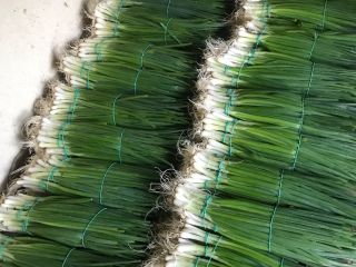 Vendo cebollín verde de cebollín, el precio es de