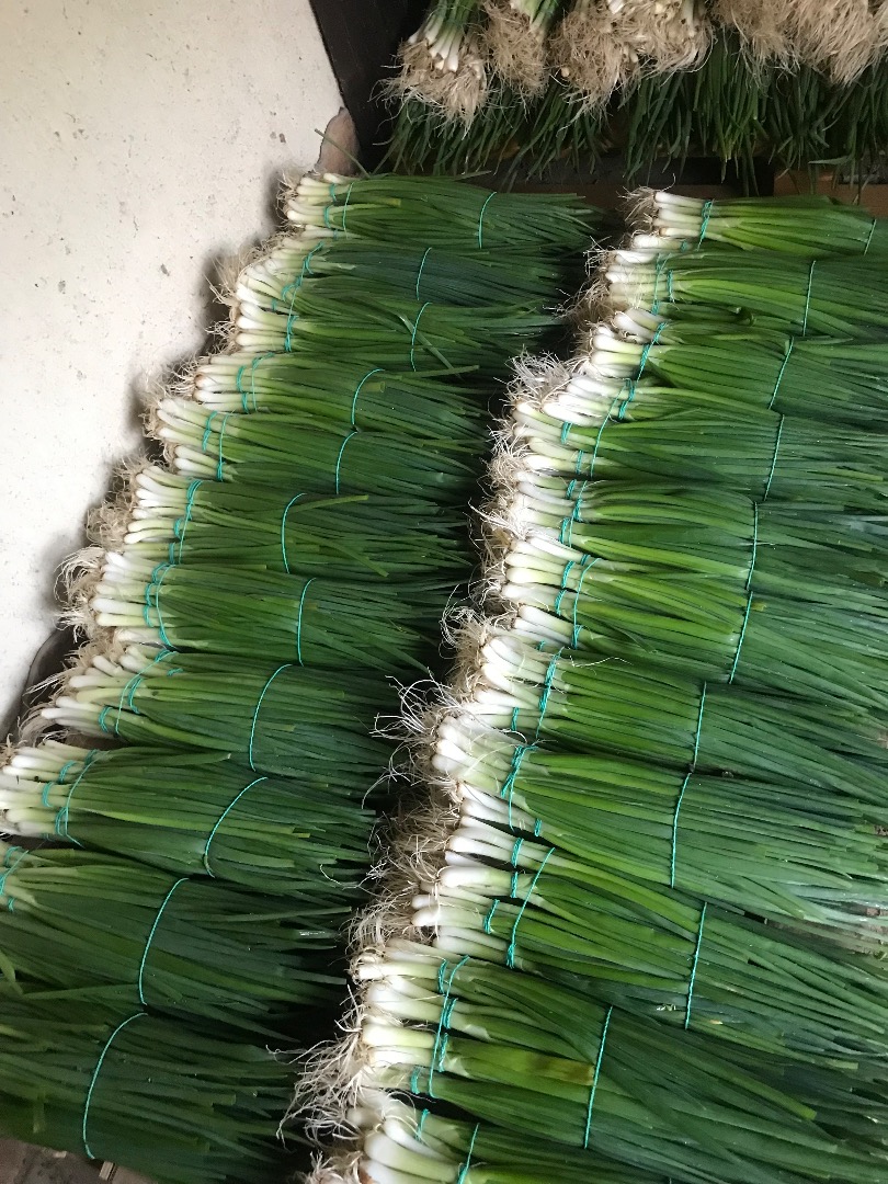 Vendo cebollín verde de cebollín, el precio es de 0.60 bani por la conexión de 5 hilos por lazo, el precio es negociable dependiendo la cantidad