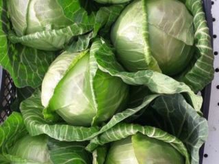 Col fresca, peso medio 1,2-2 kg