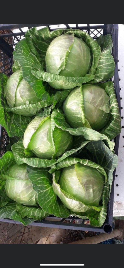 Col fresca, peso medio 1,2-2 kg