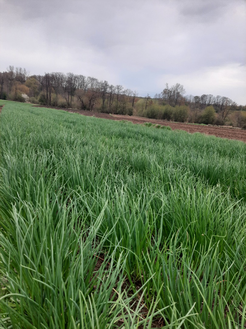 Venderé cebolletas de la tierra