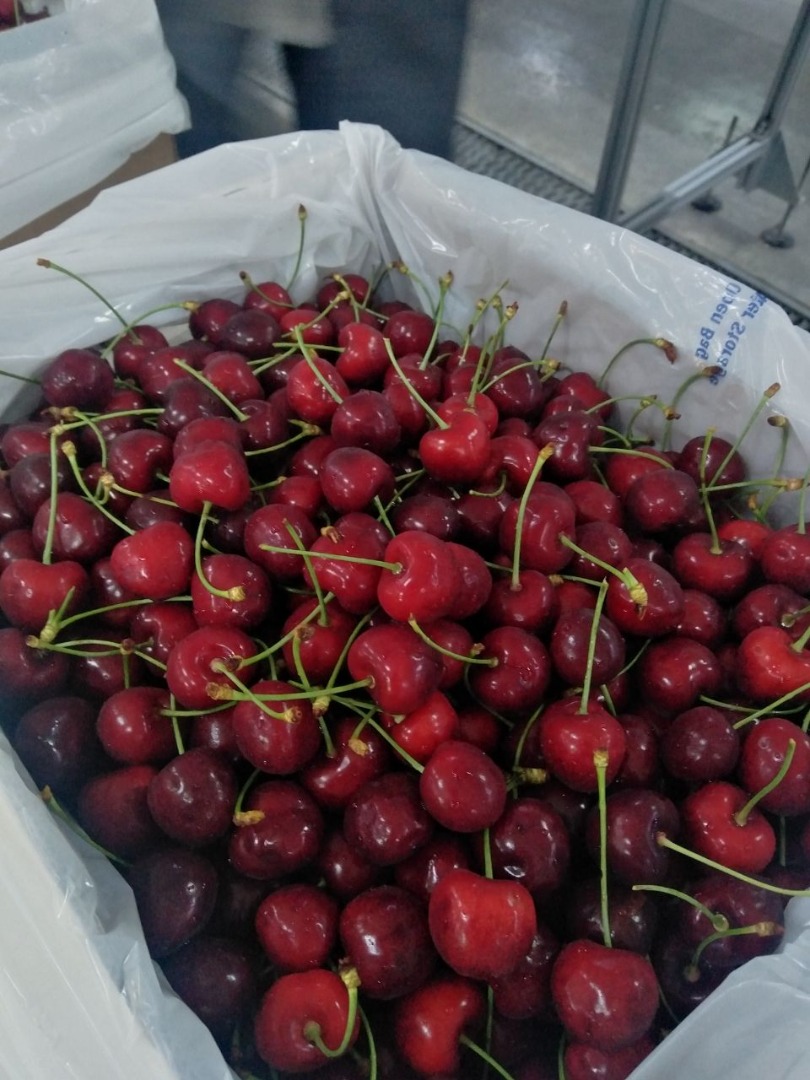 Queridos amigos, les ofrezco cerezas frescas a un precio comparativo de Uzbekistán