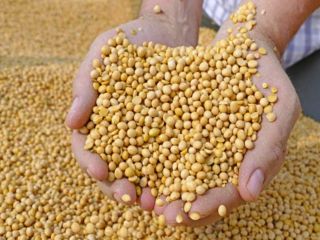 Buenos Dias. Venderé soja. Precio 2,70 PLN / kg.